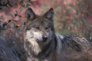 Wolf Prints: Mexican Grey Wolf Canis lupus baileyi found in the southern US and Mexico