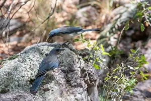 Green Valley Prints: Mexican Jay (Aphelocoma wollweberi) with acorn