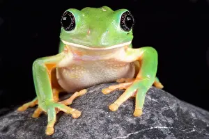 Leaf Frog Prints: The Mexican leaf frog, (Pachymedusa dacnicolor) is a giant tree frog species endemic to Mexico