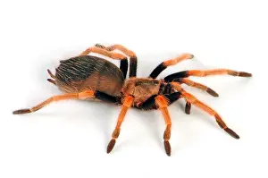 Venomous Prints: Mexican orange beauty, tarantula (Brachypelma baumgarteni), cut-out