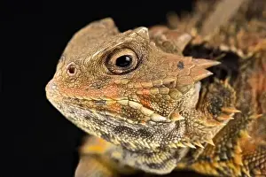 Veracruz Prints: Mexican Plateau horned lizard(Phrynosoma orbiculare cortezii)
