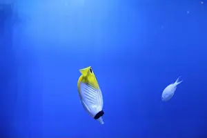 Apnea Prints: MHeniochus acuminatus Chaetodon auriga is a yellow white fish in the aquarium