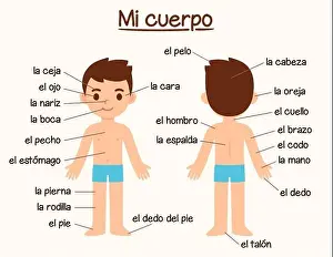 Mi Cuerpo (My Body), diagram of human body parts in Spanish for language learning. Cute cartoon boy with labels, infographic chart for kids
