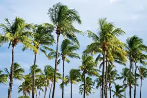 Outdoor Activities Prints: Miami Beach, North Shore Open Space Park, Lummus Park to South Pointe Park, Miami, FL, USA