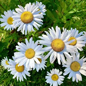 Daisies Prints: Michaelmas Daisies in a garden