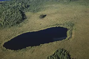 Fresh Water Prints: Michigan Bog