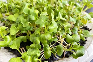 Sprout Prints: Microgreen radish young sprouts for healthy eating domestic cultivation