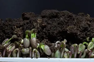 New Life Prints: Microgreens isolated on black background