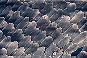 Microscopic image of butterfly wing scales at 500x magnification