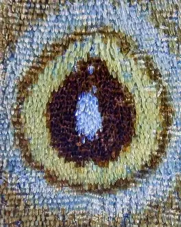 Magnification Prints: Microscopic view of butterfly wing scales