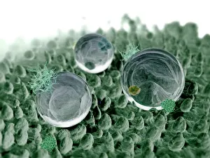 Lotus Prints: microscopic view lotuseffect (cg)