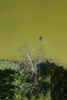 Middle aged woman swimming and having fun in the river beside a fallen tree