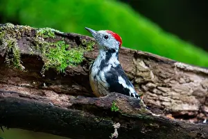 Woodpecker Prints: Middle Spotted Woodpecker (Dendrocopus medius) Germany