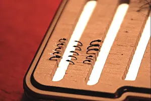 Fly Fishing Prints: Midges in a fly box
