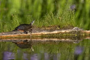 Turtle Prints: Midland Painted Turtle (Chrysemys picta marginata) basking on a log - Pinery Provincial Park