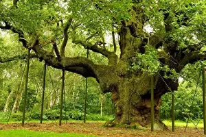 Mighty Oak Tree, Major Oak Tree, Robin Hood's Principle Hideout