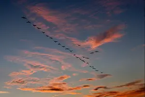 Geese Prints: Migrating geese in autumn - Radley Oxfordshire 3