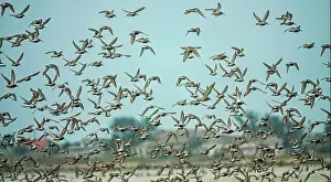 Shallows Prints: Migrating limicolae at coast of Arabatskaya Strelka