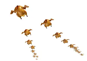Belt Prints: Migration Of Roasted Chickens