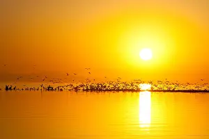 Migratory Prints: Migratory birds fly over the water at Salton Sea near sunrise