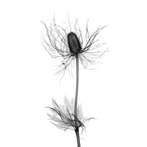 Radiography Prints: Milk thistle (Silybum marianum), X-ray