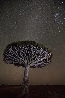 Milky way shines above a Dragon blood tree (Dracaena cinnabari); Socotra Island, Yemen