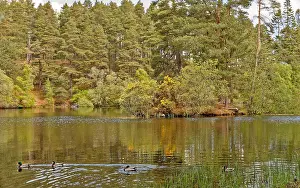 Hiking Path Prints: MILLBUIES LOCH AND COUNTRY PARK ELGIN MORAY SCOTLAND AN ISLAND WITH YELLOW GORSE IN SPRING AND DUCKS ON THE WATER