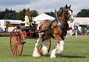 Groomed Prints: Millisle Clydesdale horse pulling a buggy at Dumfries and Lockerbie Agricultural Show 2018