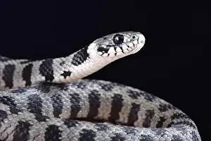 Island Endemic Prints: The Milos grass snake (Natrix natrix schweizeri ) is an highly endangered snake species endemic to Milos island