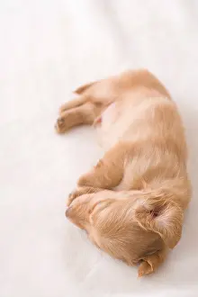 Long Haired Prints: Miniature dachshund sleeping on a blanket