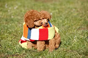 Sisters Prints: Miniature Poodle (Canis lupus f. familiaris), two puppies wrapped in a scarf, Germany