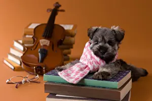 Lying Down Prints: Miniature Schnauzer Puppy and Art