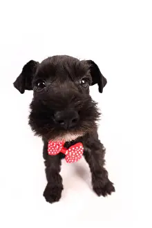 Hilarious Prints: Miniature Schnauzer. Puppy sitting