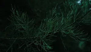 Juniper Prints: Minimalistic background with evergreen thorns
