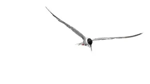 Hovering Prints: A minimalistic picture of a flying arctic tern (sterna paradisaea)