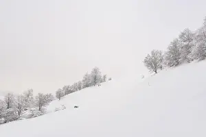 Hoar Prints: Minimalistic winter landscape in cloudy weather with snowy trees