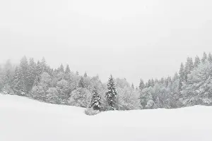 Minimalistic winter landscape in cloudy weather with snowy trees. Carpathian mountains, Landscape photography
