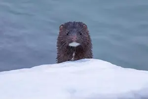 Winter Water Prints: A mink coming out of the cold lake waters of Ontario, Canada