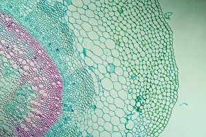 Magnification Prints: Mint stem cross section 100x