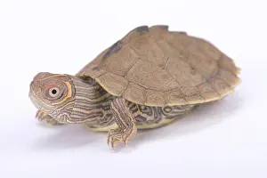 Serrated Prints: Mississippi map turtle, Graptemys pseudogeographica kohni