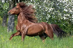 Ungulate Prints: Missouri Fox Trotter (Equus caballus) stallion on a meadow