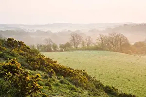 Gorse Prints: Misty dawn in early spring near Corfe Castle village, Dorset, UK