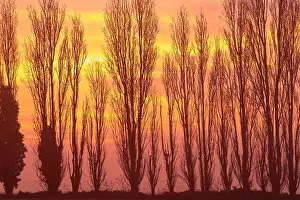 Early Morning Prints: Misty dawn scene in the Kent countryside