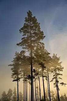 Photosynthesis Prints: A misty ecoregion with trees casting silhouettes against a serene blue sky