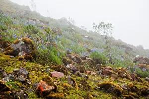 Meditate Prints: Misty flower field in the mountain of Peru