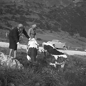 Routine Prints: Mit dem Opel Olympia unterwegs in der Wachau in Österreich