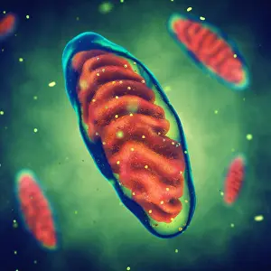 Microorganism Prints: Mitochondria, Cell energy, Mitochondrial disease