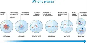 Replication Prints: mitosis stages from Interphase