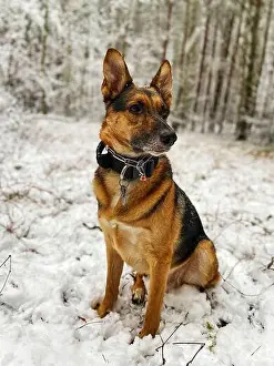 Sheepdog Prints: A mixed-breed dog between German shepherd and Labrador Retriever is sitting in a forest with snow