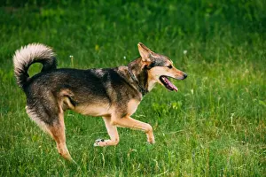 Injured Prints: Mixed Breed Medium Size Three Legged Dog Play Outdoor In Summer Grass. Running Happy Dog